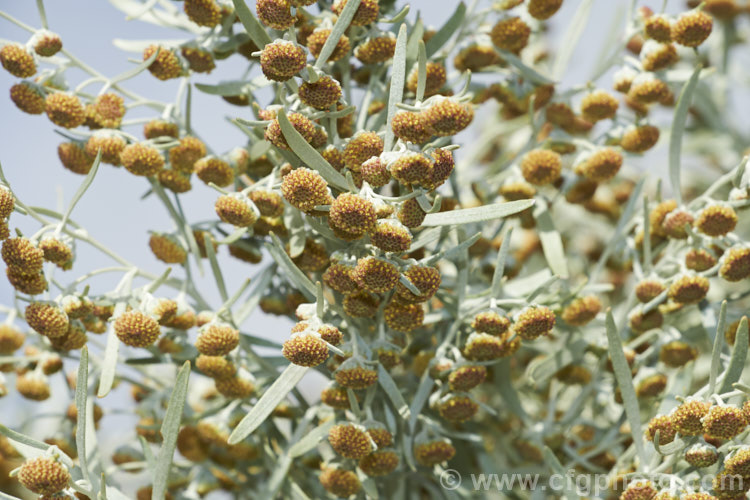 Shrub. Wormwood (<i>Artemisia arborescens</i>), a shrubby evergreen perennial native to the Mediterranean region. It can grow to 15m high x 2m wide. The flowerheads, which open in spring, are not especially showy and they plant is mainly grown for its silver-grey foliage. artemisia-2364htm'>Artemisia.