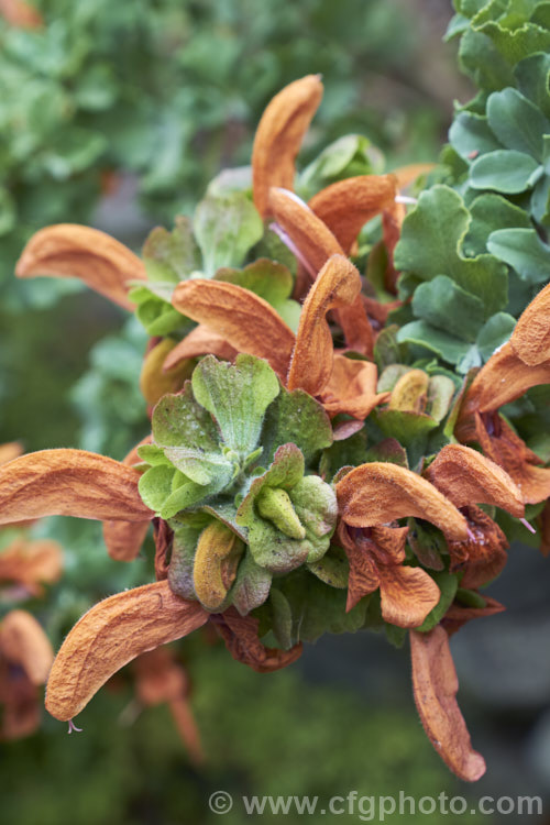 Salvia africana-lutea photo at Pictures of Plants stock image library