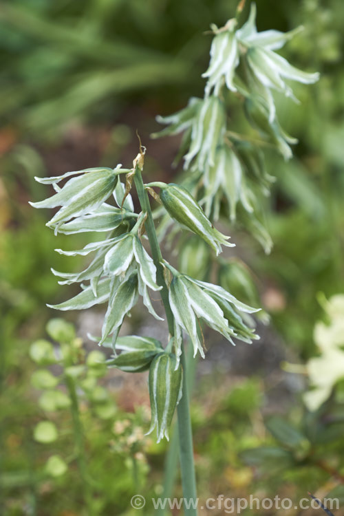 Bellevalia sessiliflora, a spring-flowering bulb about which very little information seems to be available. Its flowers are a very unusual and distinctive grey-green shade. Order: Asparagales, Family: Asparagaceae