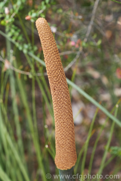 The developing flower spike of Yacca (<i>Xanthorrhoea semiplana subsp. tateana [syn. Xanthorrhoea tateana]), a low-growing species of Australian grass tree. The very upright stems are the flower spikes, which mature slowly over many months. This species has a very restricted natural distribution, being endemic to KangarooIsland and the Fleurieu. Peninsula of SouthAustralia. This species yields a resin that is used to produce varnish, though it has now largely been replaced by synthetics. xanthorrhoea-2095htm'>Xanthorrhoea.