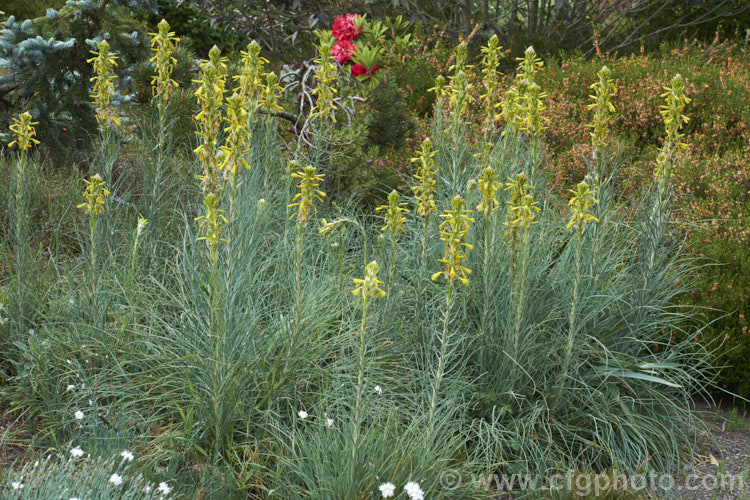 Yellow Asphodel (<i>Asphodeline lutea</i>), a spring to summer-flowering perennial with rather grassy blue-green foliage and flower spikes to 15m tall. It occurs naturally from central Italy to Romania and Turkey. asphodeline-2373htm'>Asphodeline.