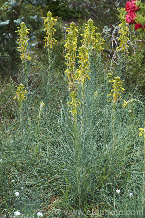 Yellow Asphodel (<i>Asphodeline lutea</i>), a spring to summer-flowering perennial with rather grassy blue-green foliage and flower spikes to 15m tall. It occurs naturally from central Italy to Romania and Turkey. asphodeline-2373htm'>Asphodeline.