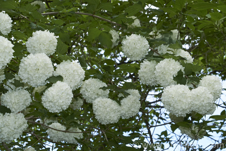 Viburnum opulus 'Roseum' (syn 'Sterile'), a 4-5m tall cultivar of the Guelder. Rose, a Eurasian deciduous shrub 'Roseum' has double white flowers that are composed entirely of sterile bracts. Occasionally the flowerheads redden with age. It is often colloquially known as the snowball tree. viburnum-2081htm'>Viburnum.. viburnum-2081htm'>Viburnum. <a href='adoxaceae-plant-family-photoshtml'>Adoxaceae</a>.