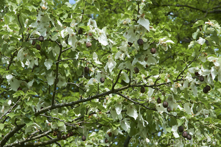 Dove. Tree, Ghost. Tree or Handkerchief. Tree (<i>Davidia involucrata</i>) with flowers and previous season's fruit. This deciduous tree is native to southwest China. It grows to around 20m tall and its spring-borne flowers are backed by pairs of large white bracts. Brown fruits follow. davidia-2679htm'>Davidia. <a href='nyssaceae-plant-family-photoshtml'>Nyssaceae</a>.