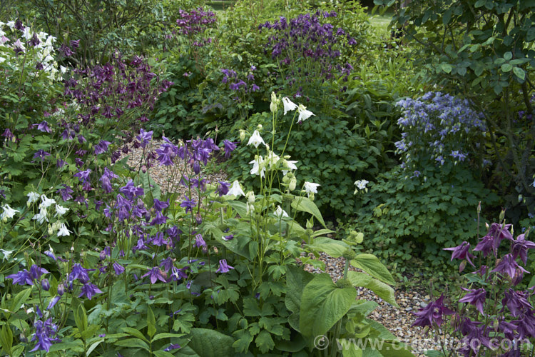 A path lined with various cultivars of Granny's Bonnet or European Columbine (<i>Aquilegia vulgaris</i>), a spring- to early summer-flowering perennial native to Europe. It grows to around 90cm tall and is the parent of many garden cultivars and hybrids. Order: Ranunculales, Family: Ranunculaceae