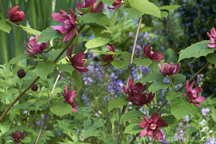 Calycanthus 'Aphrodite', a hybrid between Calycanthus floridus x Sinocalycanthus chinensis (syn. Calycanthus chinensis</i>) and Calycanthus occidentalis. Its flowers are a lighter burgundy shade than Calycanthus floridus, are scented and have pale-tipped central petals. calycanthus-2631htm'>Calycanthus. <a href='calycanthaceae-plant-family-photoshtml'>Calycanthaceae</a>.