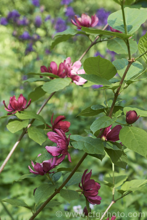 Calycanthus 'Aphrodite', a hybrid between Calycanthus floridus x Sinocalycanthus chinensis (syn. Calycanthus chinensis</i>) and Calycanthus occidentalis. Its flowers are a lighter burgundy shade than Calycanthus floridus, are scented and have pale-tipped central petals. calycanthus-2631htm'>Calycanthus. <a href='calycanthaceae-plant-family-photoshtml'>Calycanthaceae</a>.