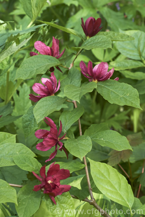 Calycanthus 'Aphrodite', a hybrid between Calycanthus floridus x Sinocalycanthus chinensis (syn. Calycanthus chinensis</i>) and Calycanthus occidentalis. Its flowers are a lighter burgundy shade than Calycanthus floridus, are scented and have pale-tipped central petals. calycanthus-2631htm'>Calycanthus. <a href='calycanthaceae-plant-family-photoshtml'>Calycanthaceae</a>.