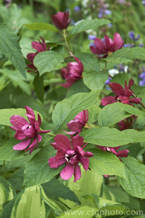 Calycanthus 'Aphrodite', a hybrid between Calycanthus floridus x Sinocalycanthus chinensis (syn. Calycanthus chinensis</i>) and Calycanthus occidentalis. Its flowers are a lighter burgundy shade than Calycanthus floridus, are scented and have pale-tipped central petals. calycanthus-2631htm'>Calycanthus. <a href='calycanthaceae-plant-family-photoshtml'>Calycanthaceae</a>.