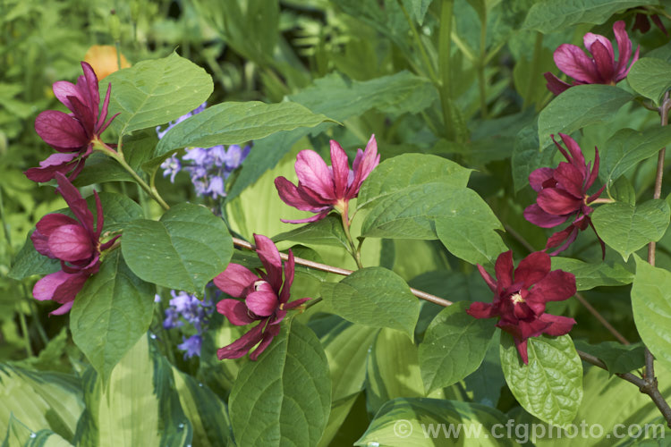 Calycanthus 'Aphrodite', a hybrid between Calycanthus floridus x Sinocalycanthus chinensis (syn. Calycanthus chinensis</i>) and Calycanthus occidentalis. Its flowers are a lighter burgundy shade than Calycanthus floridus, are scented and have pale-tipped central petals. calycanthus-2631htm'>Calycanthus. <a href='calycanthaceae-plant-family-photoshtml'>Calycanthaceae</a>.