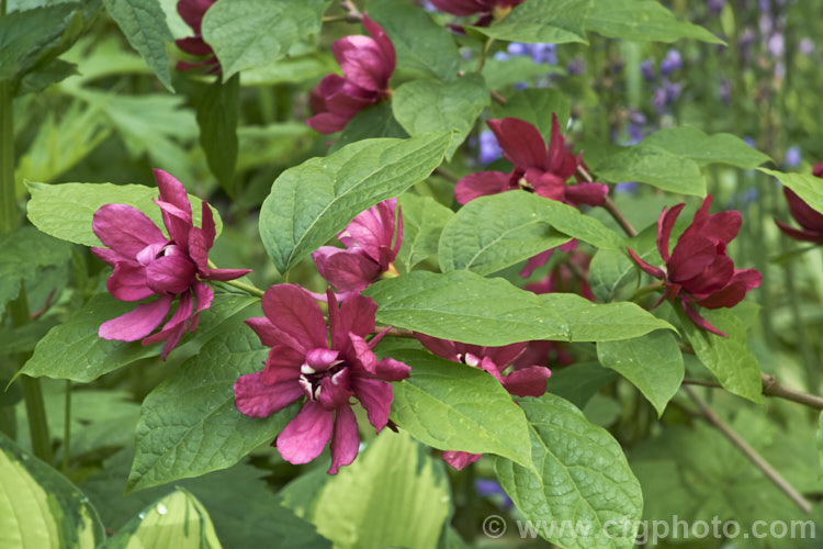 Calycanthus 'Aphrodite', a hybrid between Calycanthus floridus x Sinocalycanthus chinensis (syn. Calycanthus chinensis</i>) and Calycanthus occidentalis. Its flowers are a lighter burgundy shade than Calycanthus floridus, are scented and have pale-tipped central petals. calycanthus-2631htm'>Calycanthus. <a href='calycanthaceae-plant-family-photoshtml'>Calycanthaceae</a>.