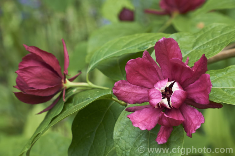 Calycanthus 'Aphrodite', a hybrid between Calycanthus floridus x Sinocalycanthus chinensis (syn. Calycanthus chinensis</i>) and Calycanthus occidentalis. Its flowers are a lighter burgundy shade than Calycanthus floridus, are scented and have pale-tipped central petals. calycanthus-2631htm'>Calycanthus. <a href='calycanthaceae-plant-family-photoshtml'>Calycanthaceae</a>.