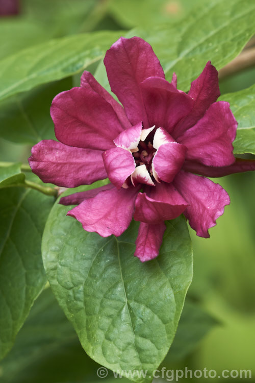 Calycanthus 'Aphrodite', a hybrid between Calycanthus floridus x Sinocalycanthus chinensis (syn. Calycanthus chinensis</i>) and Calycanthus occidentalis. Its flowers are a lighter burgundy shade than Calycanthus floridus, are scented and have pale-tipped central petals. calycanthus-2631htm'>Calycanthus. <a href='calycanthaceae-plant-family-photoshtml'>Calycanthaceae</a>.