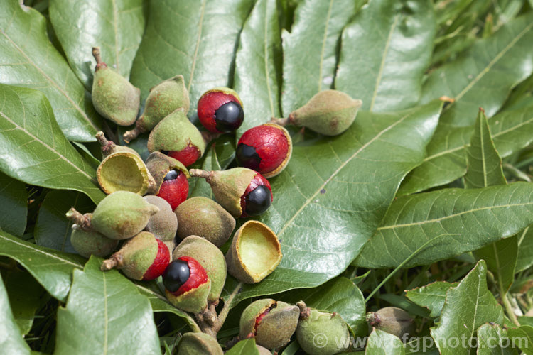 The fruits and foliage of the Titoki or New Zealand Oak (<i>Alectryon excelsus</i>), an evergreen tree up to 9m tall found in New Zealand from North Cape in the north to Banks. Peninsula and Westport in the south. It sprays of small red flowers are not conspicuous but are followed by rusty brown capsule that open when ripe to reveal a jet-black seed on a bright red aril. alectryon-2250htm'>Alectryon. <a href='sapindaceae-plant-family-photoshtml'>Sapindaceae</a>.