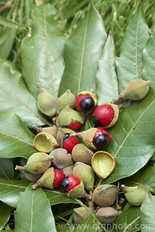 The fruits and foliage of the Titoki or New Zealand Oak (<i>Alectryon excelsus</i>), an evergreen tree up to 9m tall found in New Zealand from North Cape in the north to Banks. Peninsula and Westport in the south. It sprays of small red flowers are not conspicuous but are followed by rusty brown capsule that open when ripe to reveal a jet-black seed on a bright red aril. alectryon-2250htm'>Alectryon. <a href='sapindaceae-plant-family-photoshtml'>Sapindaceae</a>.