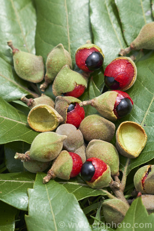 The fruits and foliage of the Titoki or New Zealand Oak (<i>Alectryon excelsus</i>), an evergreen tree up to 9m tall found in New Zealand from North Cape in the north to Banks. Peninsula and Westport in the south. It sprays of small red flowers are not conspicuous but are followed by rusty brown capsule that open when ripe to reveal a jet-black seed on a bright red aril. alectryon-2250htm'>Alectryon. <a href='sapindaceae-plant-family-photoshtml'>Sapindaceae</a>.