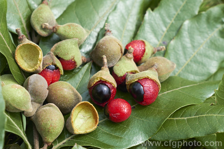 The fruits and foliage of the Titoki or New Zealand Oak (<i>Alectryon excelsus</i>), an evergreen tree up to 9m tall found in New Zealand from North Cape in the north to Banks. Peninsula and Westport in the south. It sprays of small red flowers are not conspicuous but are followed by rusty brown capsule that open when ripe to reveal a jet-black seed on a bright red aril. alectryon-2250htm'>Alectryon. <a href='sapindaceae-plant-family-photoshtml'>Sapindaceae</a>.