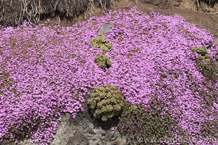 Rosea. Ice Plant (<i>Drosanthemum floribundum</i>), a mat-forming succulent subshrub that flowers from late spring to midsummer. Ideal as a cover for dry banks or spilling over walls. drosanthemum-2887htm'>Drosanthemum. <a href='aizoaceae-plant-family-photoshtml'>Aizoaceae</a>.