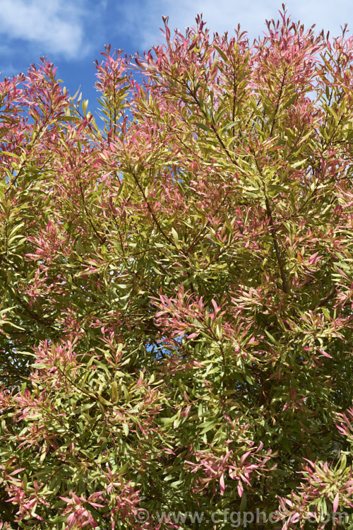 Agonis flexuosa 'Variegata', a variegated foliage cultivar of the Willow. Myrtle a heavy-trunked 9m tallAustralian tree with pendulous branches, aromatic leaves and small white flowers in late spring and early summer. It differs from the species not only in its foliage colour but in size (it is a large shrub, not a tree</i>) and in the form of its foliage, which is smaller, less curved and less pendulous. The new growth is strongly pink tinted if the plant is grown in the sun. It can revert to green and develop normal sized and shaped foliage. agonis-2267htm'>Agonis. .