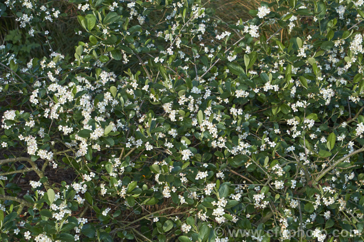 Black Chokeberry (<i>Aronia melanocarpa</i>), a spring-flowering deciduous shrub native to the eastern half of North America from Newfoundland to Georgia. Its hawthorn-like spring flowers are followed by dark purplish-red fruits. Although very tart, with sufficient sweetening, the fruit can be used for jams and jellies. aronia-3542htm'>Aronia.