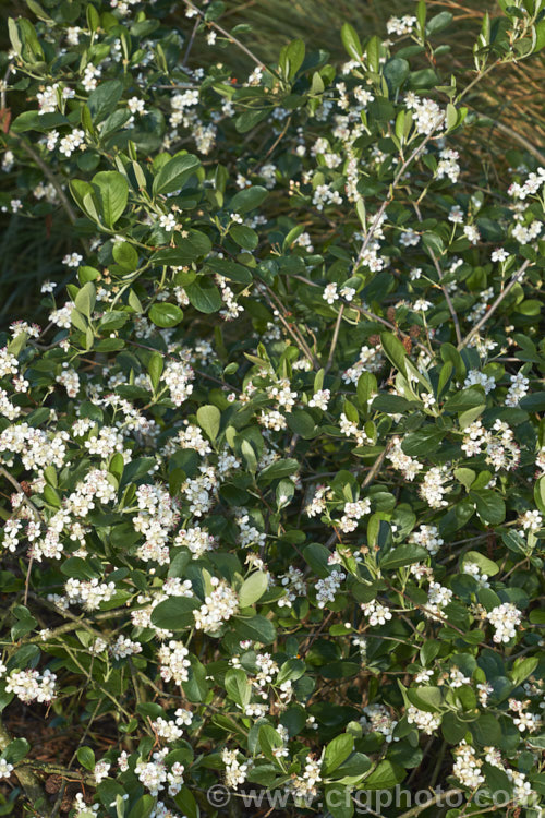 Black Chokeberry (<i>Aronia melanocarpa</i>), a spring-flowering deciduous shrub native to the eastern half of North America from Newfoundland to Georgia. Its hawthorn-like spring flowers are followed by dark purplish-red fruits. Although very tart, with sufficient sweetening, the fruit can be used for jams and jellies. aronia-3542htm'>Aronia.