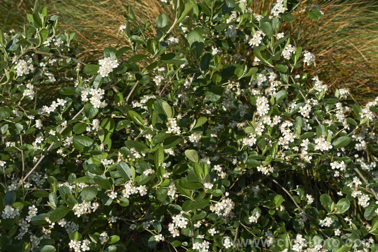 Black Chokeberry (<i>Aronia melanocarpa</i>), a spring-flowering deciduous shrub native to the eastern half of North America from Newfoundland to Georgia. Its hawthorn-like spring flowers are followed by dark purplish-red fruits. Although very tart, with sufficient sweetening, the fruit can be used for jams and jellies. aronia-3542htm'>Aronia.