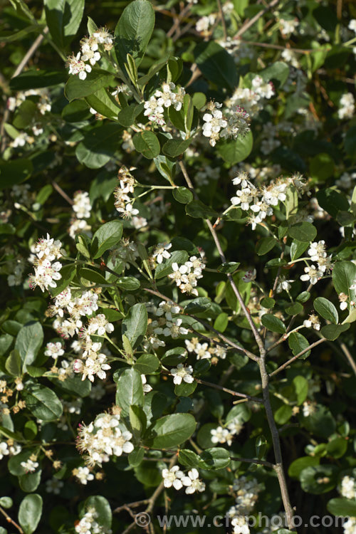 Black Chokeberry (<i>Aronia melanocarpa</i>), a spring-flowering deciduous shrub native to the eastern half of North America from Newfoundland to Georgia. Its hawthorn-like spring flowers are followed by dark purplish-red fruits. Although very tart, with sufficient sweetening, the fruit can be used for jams and jellies. aronia-3542htm'>Aronia.