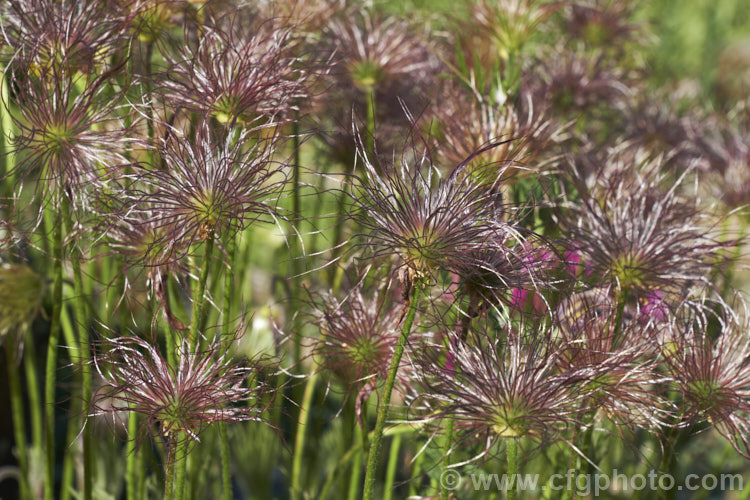 The seedheads of the Pasque. Flower (<i>Pulsatilla vulgaris</i>), a popular spring-flowering rockery perennial that occurs naturally over much of northern Europe from Britain to Siberia. The flowers occur mainly in mauve to purple shades, but garden cultivars extend the colour range to include white, pink and red. pulsatilla-2767htm'>Pulsatilla.