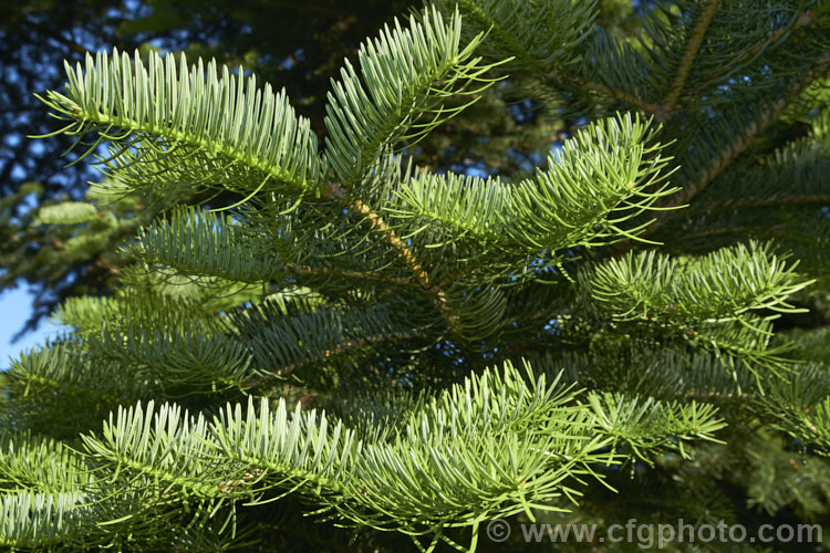 Khingan Fir (<i>Abies nephrolepis</i>), an evergreen coniferous tree up to 30m tall, native to temperate east Asia, including the Korean Peninsula and neighbouring parts of northeastern China and southeastern Russia. Order: Pinales, Family: Pinaceae