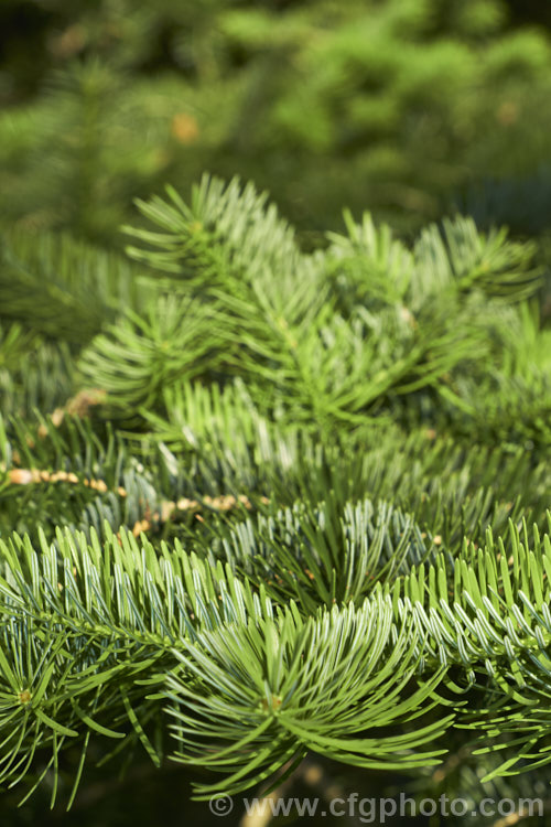 Khingan Fir (<i>Abies nephrolepis</i>), an evergreen coniferous tree up to 30m tall, native to temperate east Asia, including the Korean Peninsula and neighbouring parts of northeastern China and southeastern Russia. Order: Pinales, Family: Pinaceae