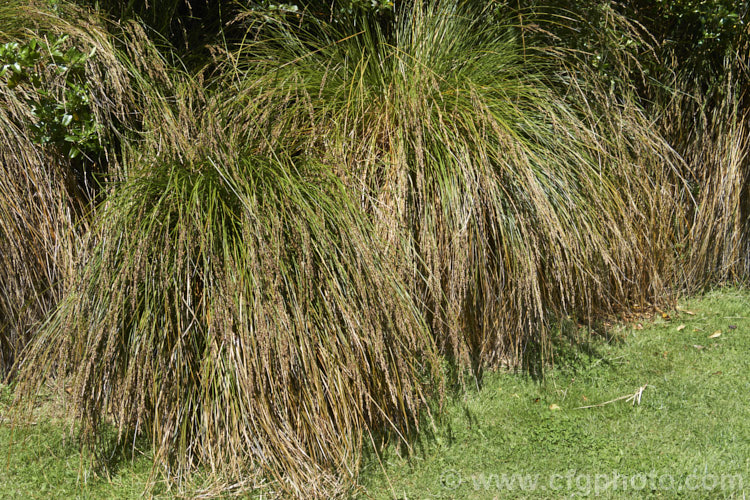 Purei (<i>Carex secta</i>), a New Zealand sedge that gradually raises itself to around 12m high on a trunk-like mound of old roots. Usually found in damp areas. It is still sometimes known by its common 19th century name: niggerhead. Order: Poales, Family: Cyperaceae