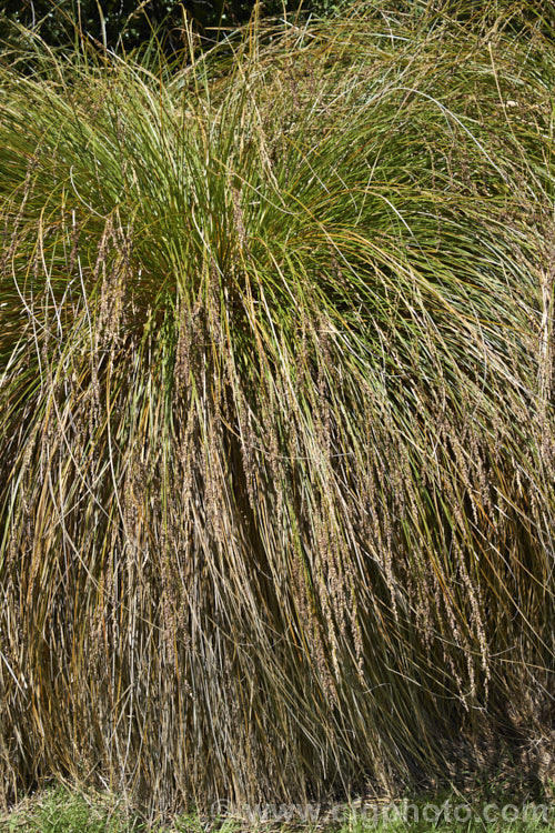 Purei (<i>Carex secta</i>), a New Zealand sedge that gradually raises itself to around 12m high on a trunk-like mound of old roots. Usually found in damp areas. It is still sometimes known by its common 19th century name: niggerhead. Order: Poales, Family: Cyperaceae