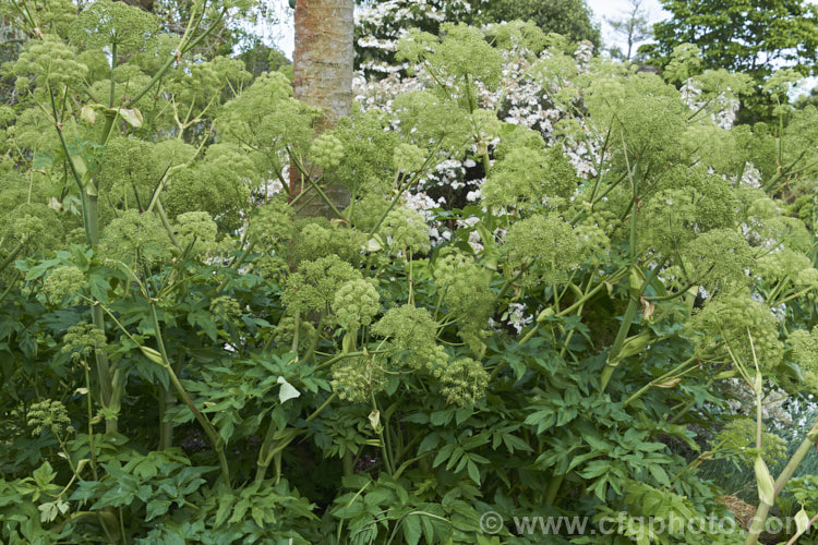 Angelica (<i>Angelica archangelica</i>), an herbaceous perennial found from Greenland through northern and eastern Europe to central Asia. Roots have medicinal uses, and the young stems are often candied