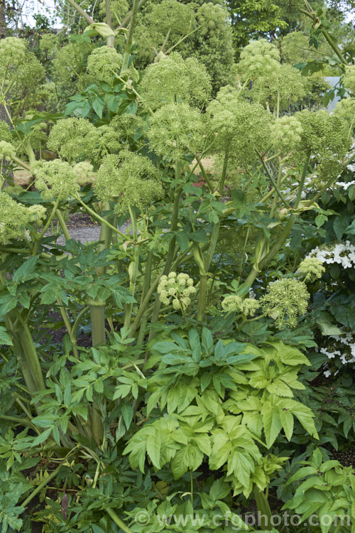 Angelica (<i>Angelica archangelica</i>), an herbaceous perennial found from Greenland through northern and eastern Europe to central Asia. Roots have medicinal uses, and the young stems are often candied