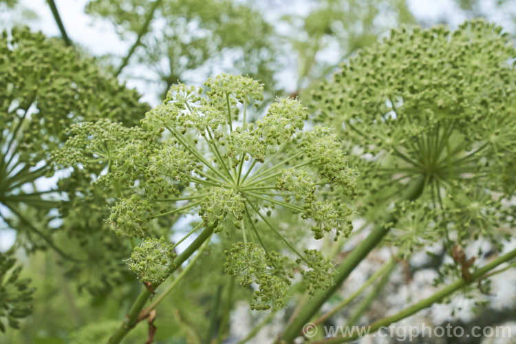 Angelica (<i>Angelica archangelica</i>), an herbaceous perennial found from Greenland through northern and eastern Europe to central Asia. Roots have medicinal uses, and the young stems are often candied