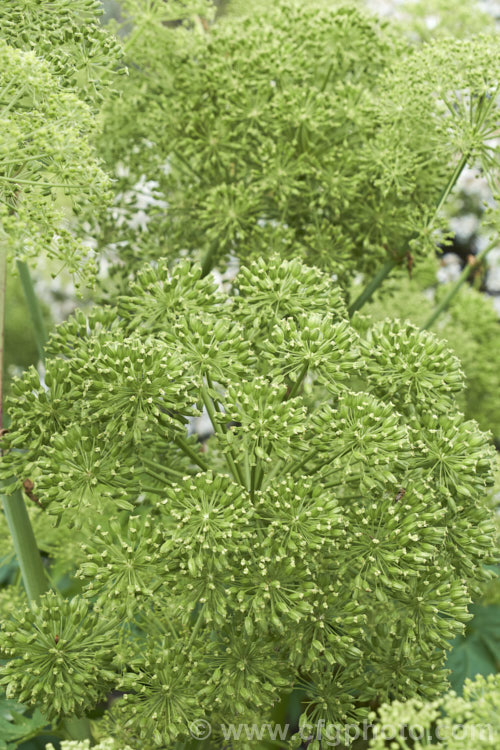 Angelica (<i>Angelica archangelica</i>), an herbaceous perennial found from Greenland through northern and eastern Europe to central Asia. Roots have medicinal uses, and the young stems are often candied