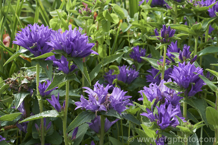 Clustered Bellflower (<i>Campanula glomerata</i>), a spring- and early summer-flowering perennial found from Europe to temperate Asia. Order: Asterales, Family: Campanulaceae