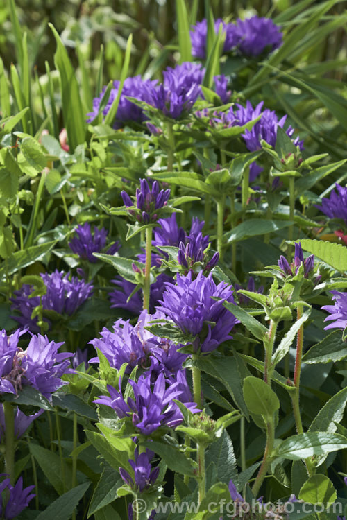 Clustered Bellflower (<i>Campanula glomerata</i>), a spring- and early summer-flowering perennial found from Europe to temperate Asia. Order: Asterales, Family: Campanulaceae