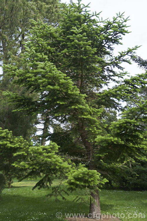 Khingan Fir (<i>Abies nephrolepis</i>), an evergreen coniferous tree up to 30m tall, native to temperate east Asia, including the Korean Peninsula and neighbouring parts of northeastern China and southeastern Russia. Order: Pinales, Family: Pinaceae