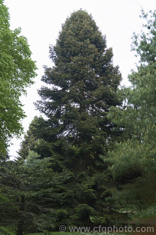 West Himalayan Fir (<i>Abies pindrow</i>), a 40m tall tree native, as the name suggests, to the western Himalayas. The needles are long for a fir. Order: Pinales, Family: Pinaceae