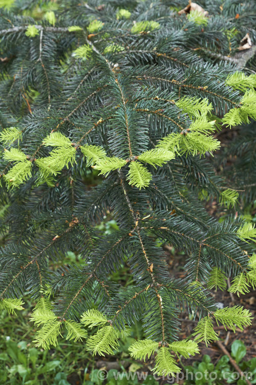 West Himalayan Fir (<i>Abies pindrow</i>), a 40m tall tree native, as the name suggests, to the western Himalayas. The needles are long for a fir. Order: Pinales, Family: Pinaceae