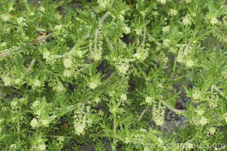 Twin Cress (<i>Lepidium didymum [syn. Coronopus didymus]), a low, spreading, spring- to early summer-flowering annual or short-lived perennial. It is now so widespread that its exact origins are uncertain, though it is thought come from South America. The common name comes from the paired seed capsules