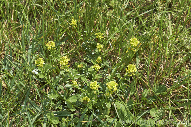 Winter Cress (<i>Barbarea vulgaris</i>) growing in rough grass. This spring-flowering biennial is found naturally over much of Europe and Asia and is now widely naturalised elsewhere. It tends to be seen as a weed of waste ground or rough-mown turf. Over the years it has had a range of medicinal and culinary uses, though it may be mildly toxic. This has given rise to a range of common names, including rocketcress, yellow rocket cress, wound rocket, herb barbara, winter rocket and common witch. Order: Brassicales, Family: Brassicaceae.