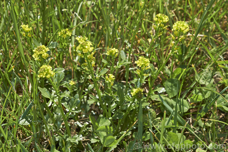 Winter Cress (<i>Barbarea vulgaris</i>) growing in rough grass. This spring-flowering biennial is found naturally over much of Europe and Asia, and is now widely naturalised elsewhere. It tends to be seen as a weed of waste ground or rough-mown turf. Over the years it has had a range of medicinal and culinary uses, though it may be mildly toxic. This has given rise to a range of common names, including rocketcress, yellow rocket cress, wound rocket, herb barbara, winter rocket and common witch. barbarea-3623htm'>Barbarea. .