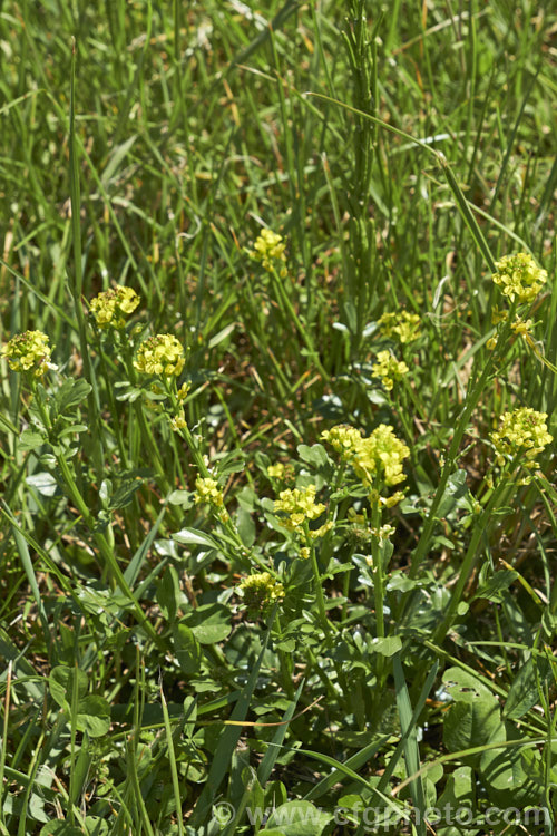 Winter Cress (<i>Barbarea vulgaris</i>) growing in rough grass. This spring-flowering biennial is found naturally over much of Europe and Asia, and is now widely naturalised elsewhere. It tends to be seen as a weed of waste ground or rough-mown turf. Over the years it has had a range of medicinal and culinary uses, though it may be mildly toxic. This has given rise to a range of common names, including rocketcress, yellow rocket cress, wound rocket, herb barbara, winter rocket and common witch. barbarea-3623htm'>Barbarea. .