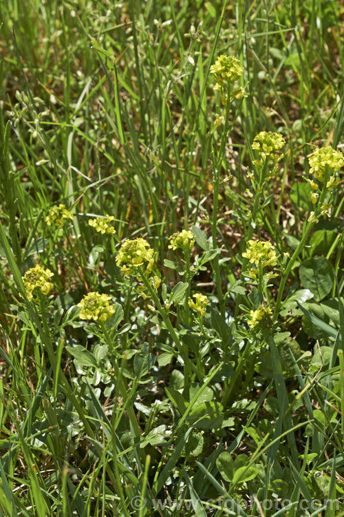 Winter Cress (<i>Barbarea vulgaris</i>) growing in rough grass. This spring-flowering biennial is found naturally over much of Europe and Asia, and is now widely naturalised elsewhere. It tends to be seen as a weed of waste ground or rough-mown turf. Over the years it has had a range of medicinal and culinary uses, though it may be mildly toxic. This has given rise to a range of common names, including rocketcress, yellow rocket cress, wound rocket, herb barbara, winter rocket and common witch. barbarea-3623htm'>Barbarea. .