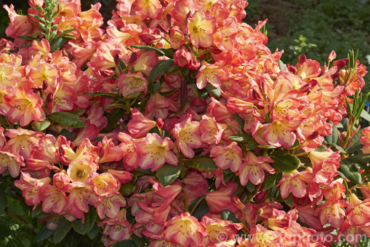 Rhododendron 'Ring of Fire' ('Darigold' x 'Idealist'), a very attractive bicolor-flowered hybrid raised by Thompson of the United States and introduced by Greer in 1984. It has a dense growth habit, eventually reaching around 15m high x 18m wide