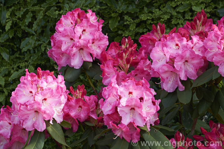 Rhododendron 'Lem's Monarch' ('Anna' x 'Marinus. Koster'), this medium to large bush was raised by Lem of the United States and blooms prolifically, with lush foliage and huge trusses of large, beautifully marked flowers