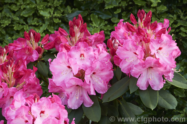 Rhododendron 'Lem's Monarch' photo at Pictures of Plants stock image ...