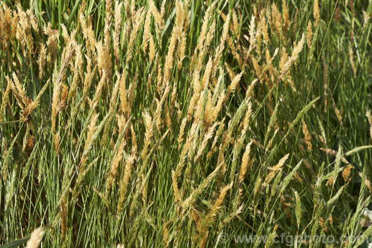 Sweet Vernal, Holy. Grass, Buffalo. Grass or Vanilla. Grass (<i>Anthoxanthum odoratum</i>), a short-lived perennial Eurasian grass that is now well-established in many temperate areas. Its flower stems are up to 50cm and have usually dried of by early summer, when they turn a golden colour. It is cultivated as a lawn grass and emits a vanilla scent when cut. anthoxanthum-3625htm'>Anthoxanthum. .